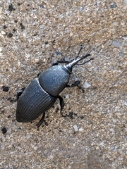 Scyphophorus yuccae