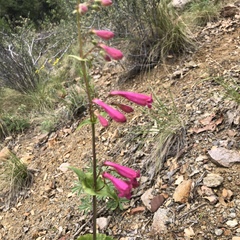 Penstemon pseudospectabilis