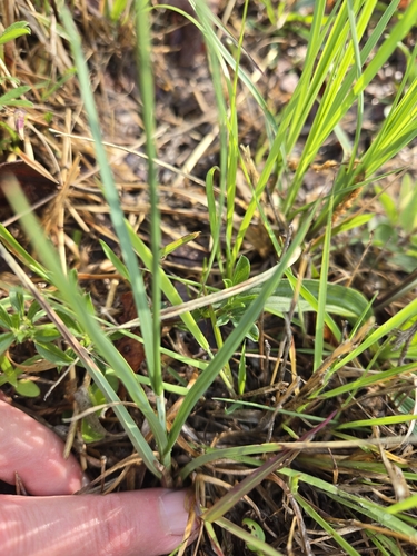 Image of Carex meadii by (c) Edie, some rights reserved (CC BY)