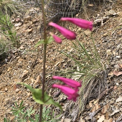 Penstemon pseudospectabilis