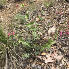 Penstemon pseudospectabilis