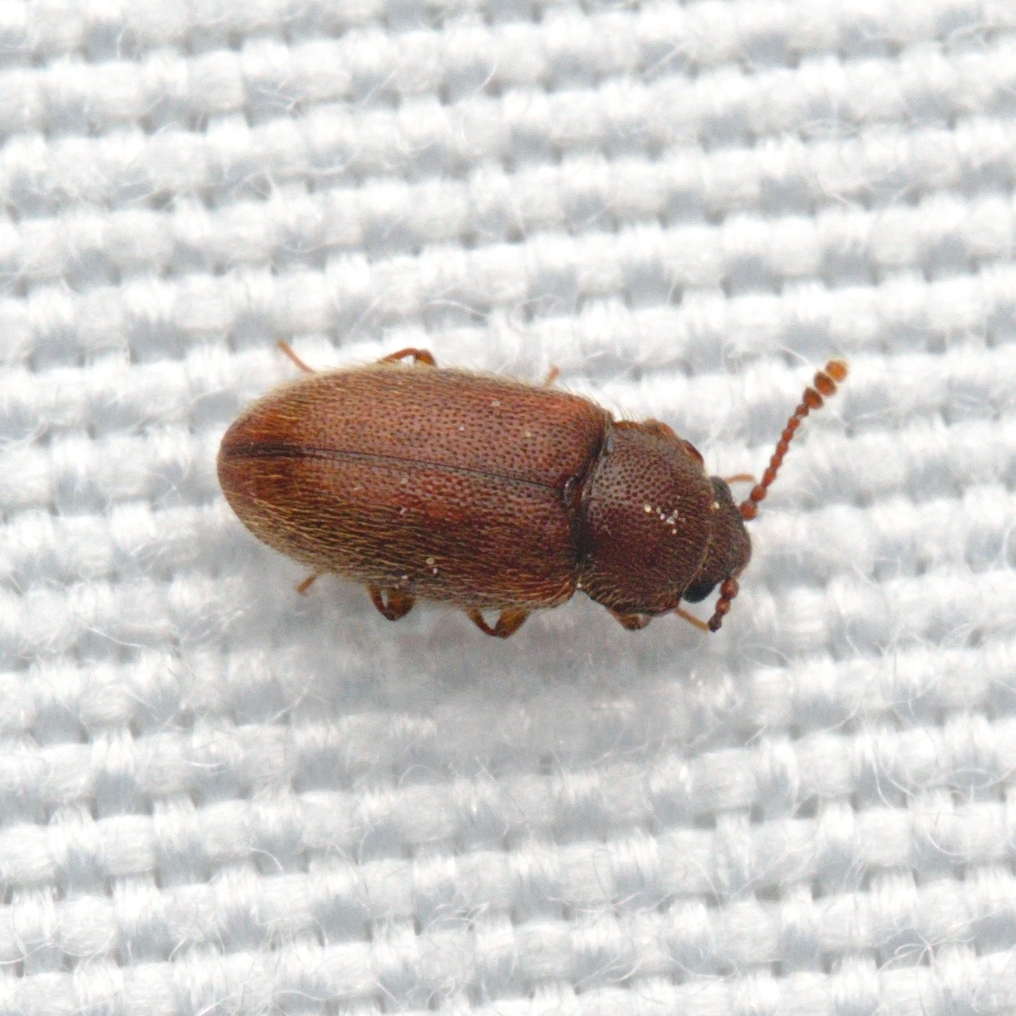Cryptophagus tuberculosus