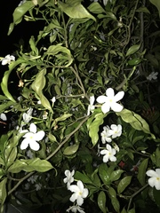 Tabernaemontana divaricata