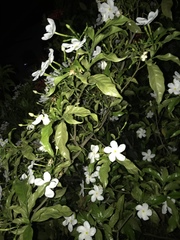 Tabernaemontana divaricata