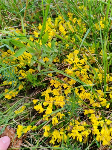 Image of Genista januensis by (c) Ljaž, some rights reserved (CC BY)
