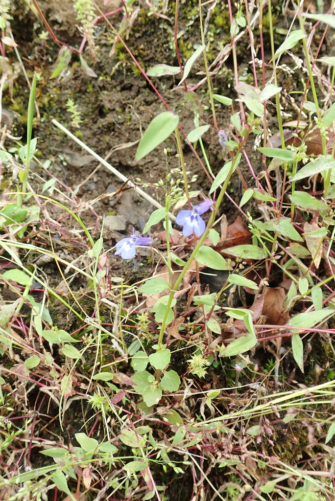 Lobelia neumannii