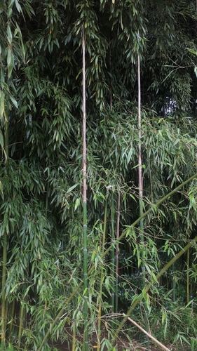 Giant Timber Bamboo (Phyllostachys reticulata)
