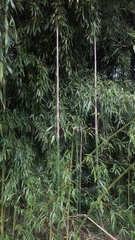 author not stated, no rights reserved Phyllostachys reticulata, photograph author not stated, no rights reserved
