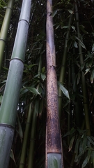author not stated, no rights reserved Phyllostachys reticulata, photograph author not stated, no rights reserved