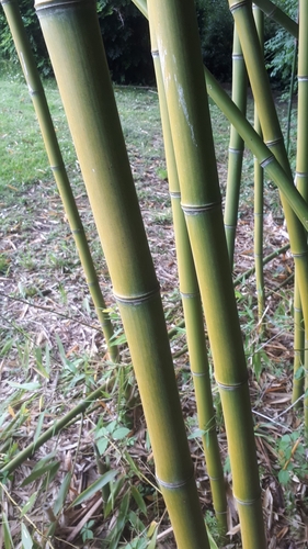Phyllostachys reticulata, photograph 3