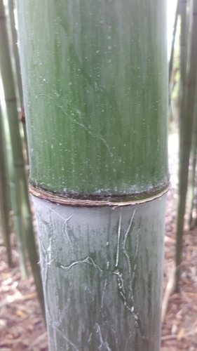Phyllostachys reticulata, photograph 4
