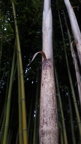 Phyllostachys reticulata, photograph 5