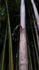 author not stated, no rights reserved Phyllostachys reticulata, photograph author not stated, no rights reserved
