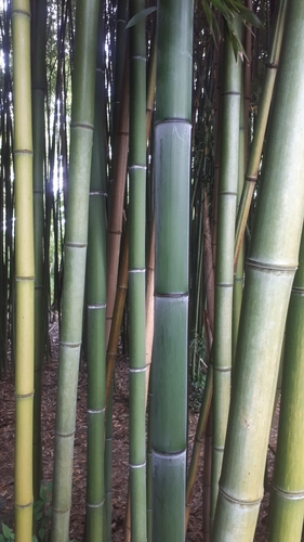 Phyllostachys reticulata, photograph 6