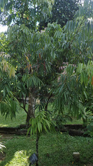 Lepisanthes alata