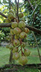 Lepisanthes alata