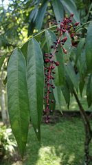 Lepisanthes alata
