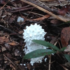 Amanita pyramidifera
