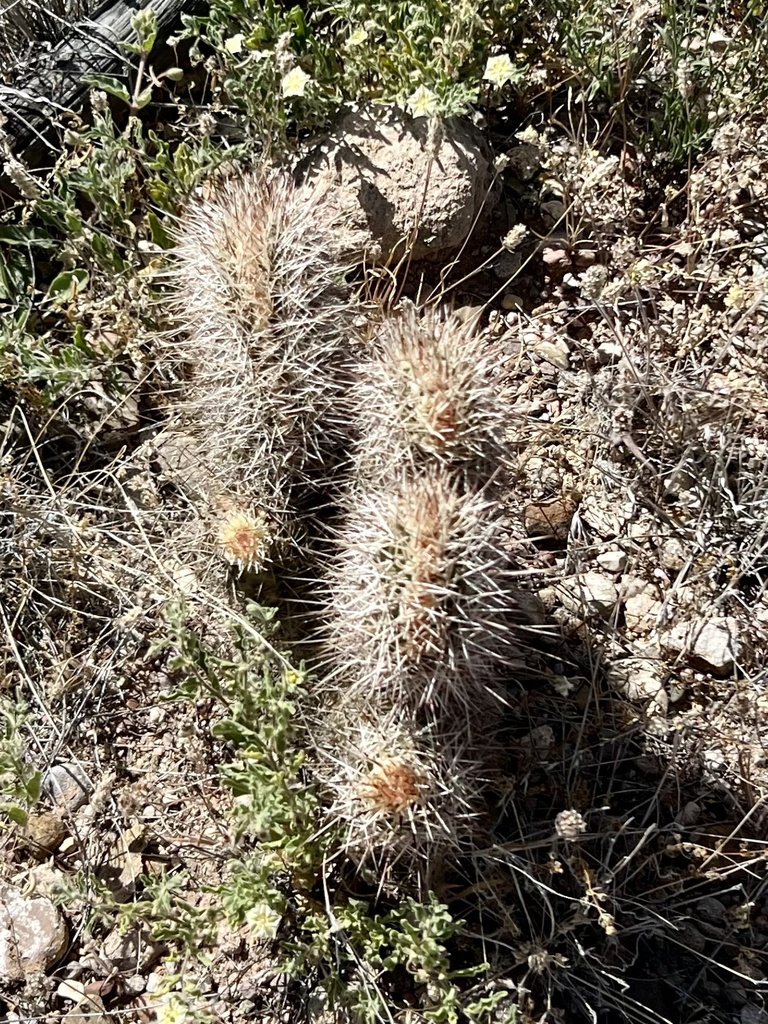 Echinocereus fasciculatus, E Marsh Station Rd, Vail, AZ, US