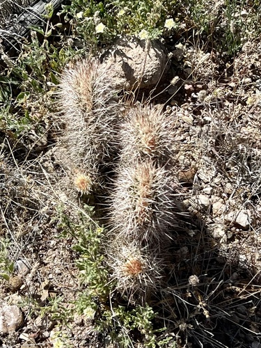 Echinocereus fasciculatus