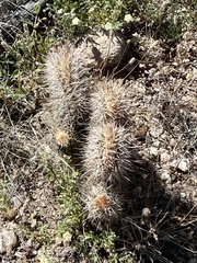 Echinocereus fasciculatus