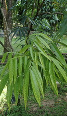 Lepisanthes alata