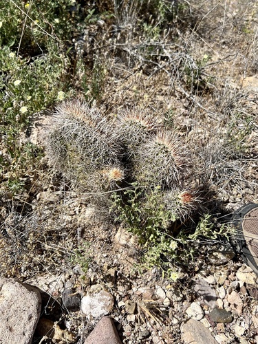 Echinocereus fasciculatus