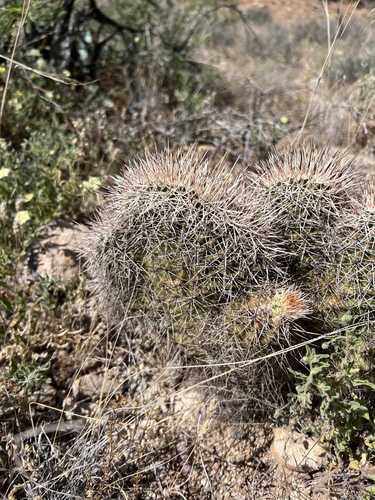Echinocereus fasciculatus