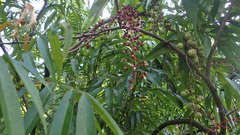 Lepisanthes alata