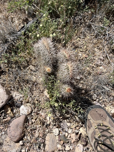 Echinocereus fasciculatus