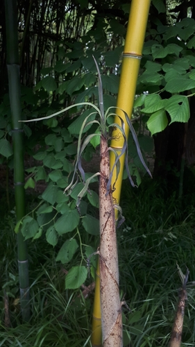 Image of Phyllostachys reticulata by no rights reserved