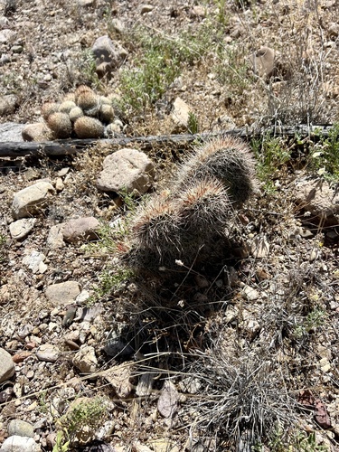 Echinocereus fasciculatus