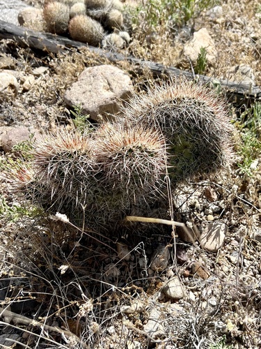 Echinocereus fasciculatus