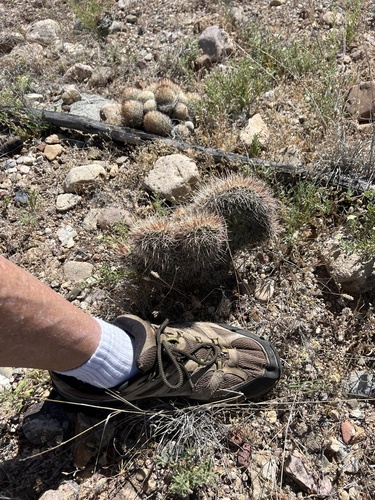 Echinocereus fasciculatus