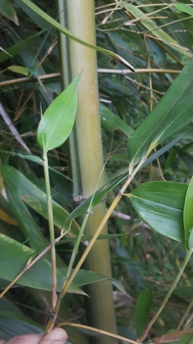 Image of Phyllostachys reticulata by no rights reserved