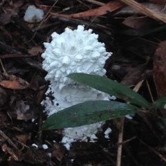 Amanita pyramidifera