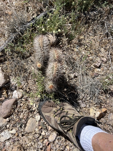 Echinocereus fasciculatus