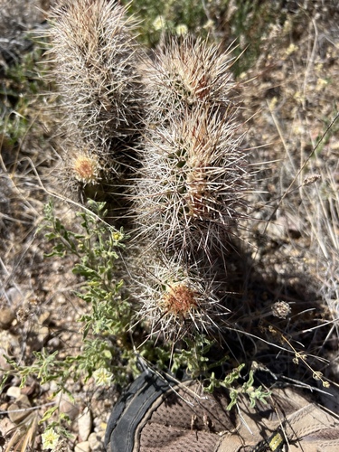 Echinocereus fasciculatus