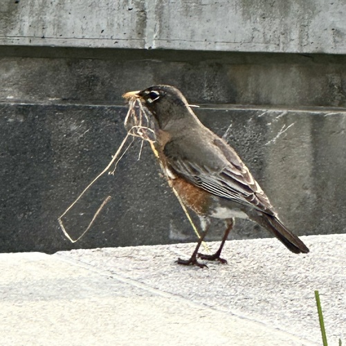 American Robin photographed in Massachusetts