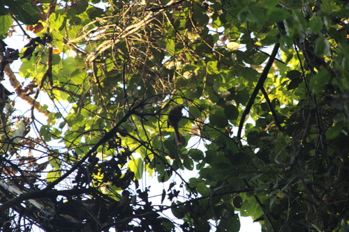 Pallid Spinetail