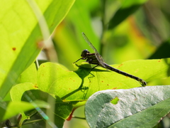 Hylogomphus parvidens