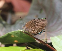 Arhopala eumolphus maxwelli