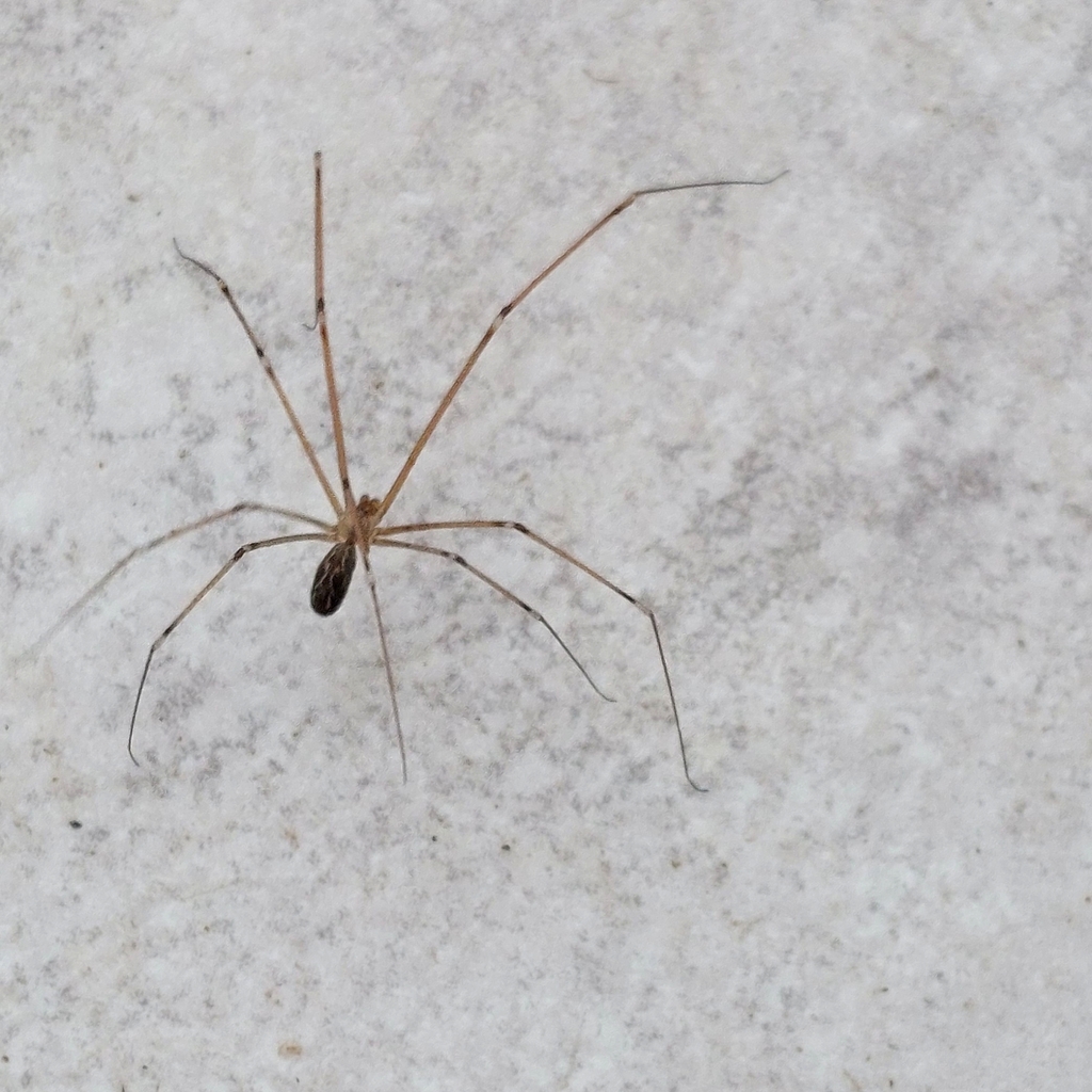 Marbled Cellar Spider from Casbas, Provincia de Buenos Aires, Argentina ...