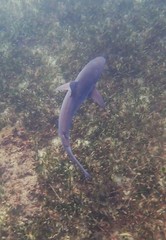 Carcharhinus obscurus