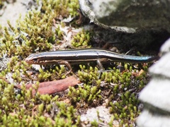 Plestiodon japonicus