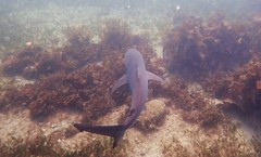 Carcharhinus obscurus