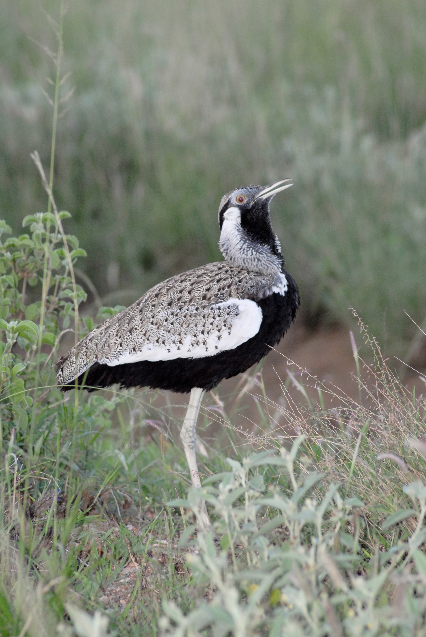 Hartlaub's Bustard (Lissotis hartlaubii) · iNaturalist