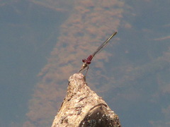 Enallagma dubium