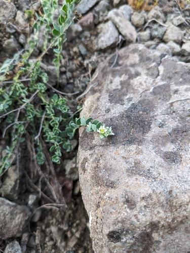 Image of Telephium imperati by (c) Denys Vynokurov, some rights reserved (CC BY)