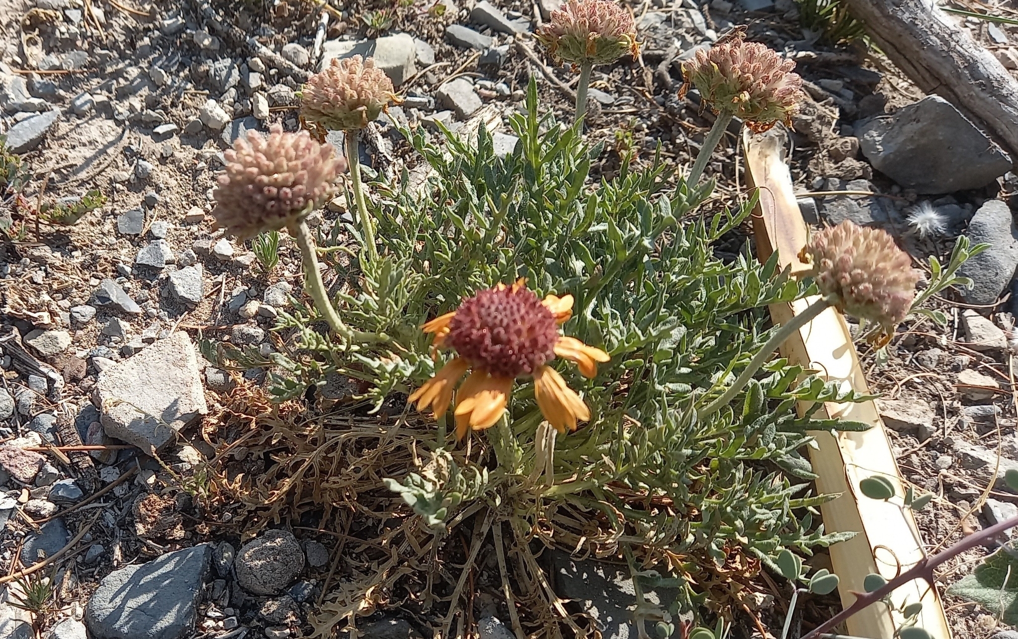 Gailardia